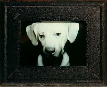 Hund 91_200